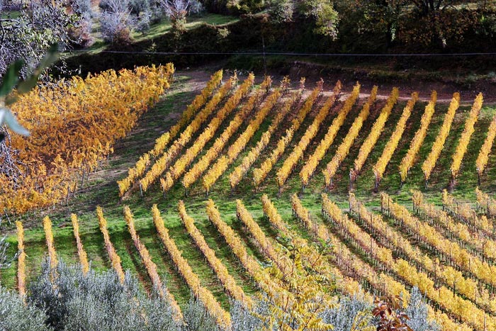 Chianti: immagine 5